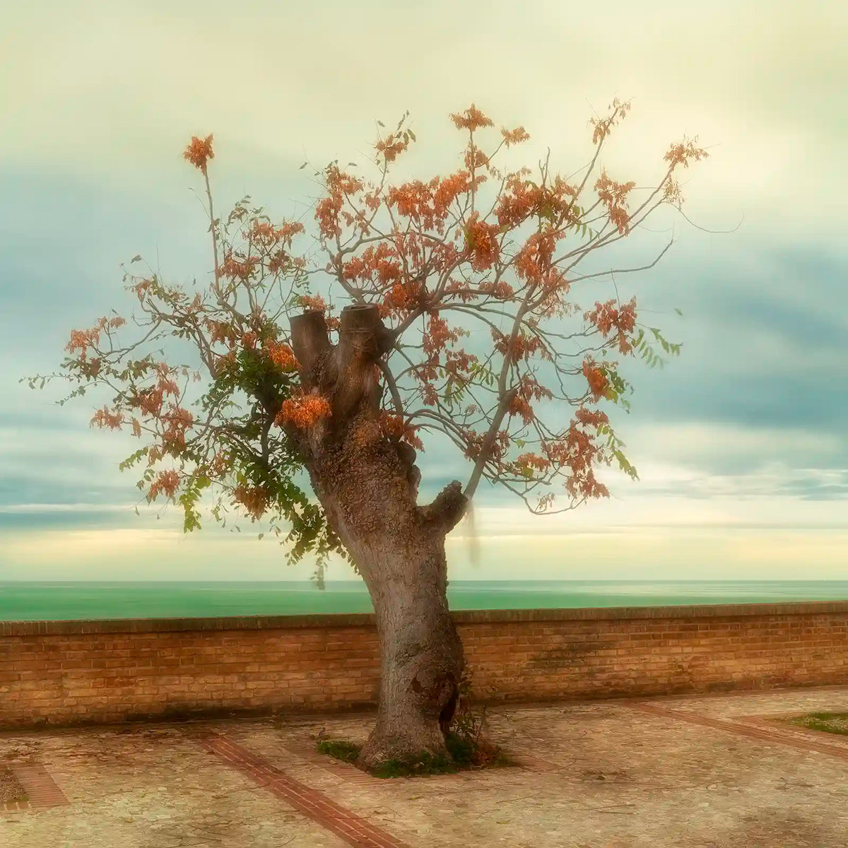 L'albero storto.