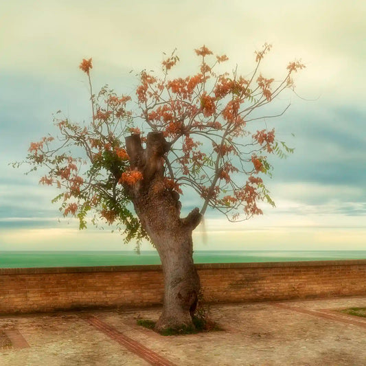 L'albero storto.
