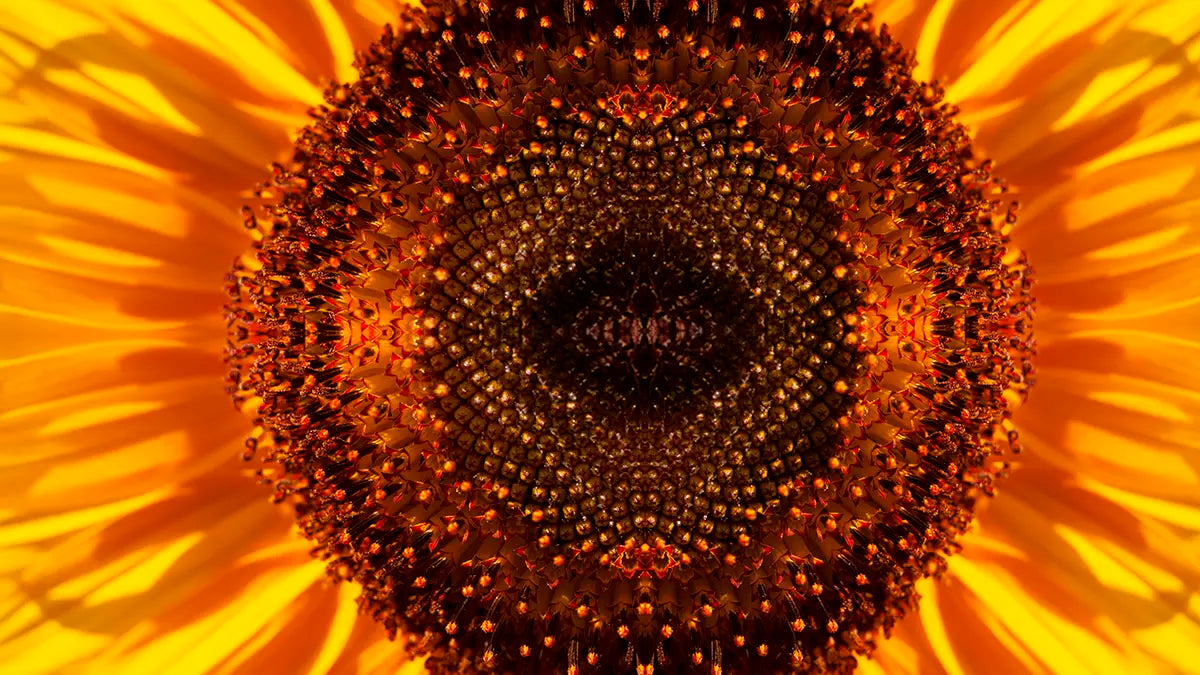 Girasole.
