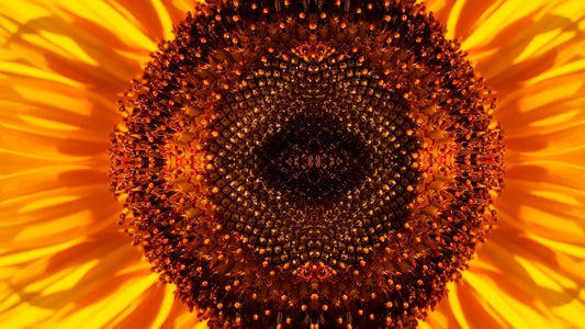 Girasole.